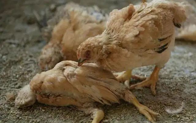 Common Chicken Diseases And Treatment You Should Know